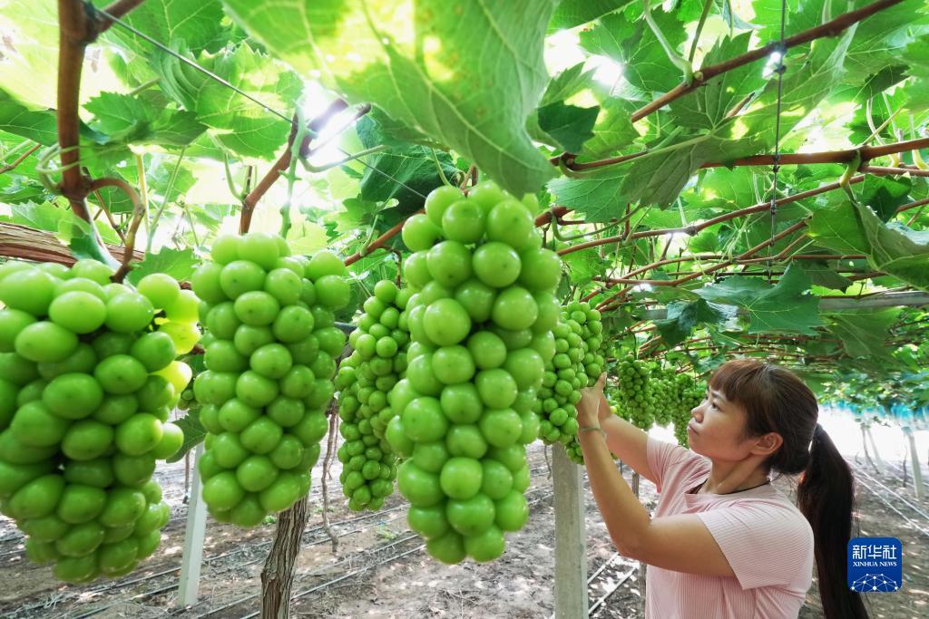 捕鱼大冒险下载